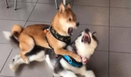 娱乐吃瓜酱小黄狗,揭秘娱乐圈那些不为人知的幕后故事