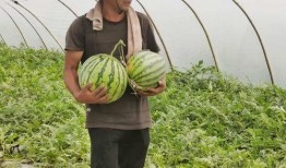 兰州吃瓜网站免费入口,免费入口带你畅游美食世界